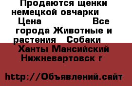 Продаются щенки немецкой овчарки!!! › Цена ­ 6000-8000 - Все города Животные и растения » Собаки   . Ханты-Мансийский,Нижневартовск г.